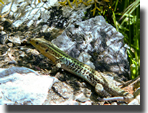 Podarcis peloponnesiacus